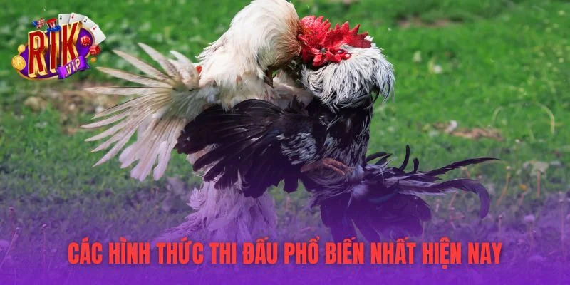 Các hình thức thi đấu phổ biến nhất hiện nay