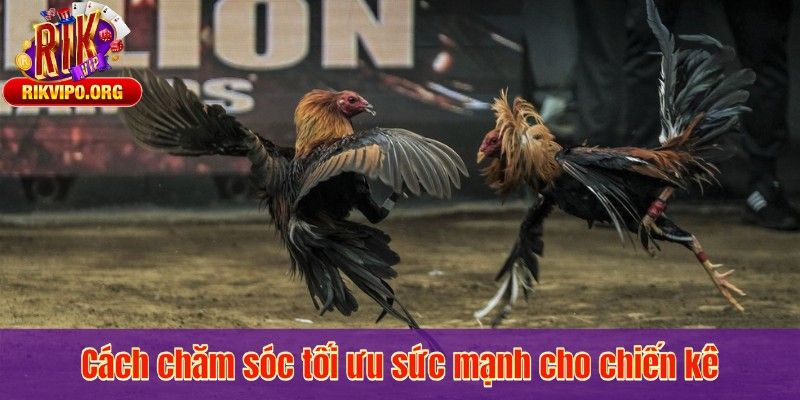 Cách chăm sóc tối ưu sức mạnh cho chiến kê