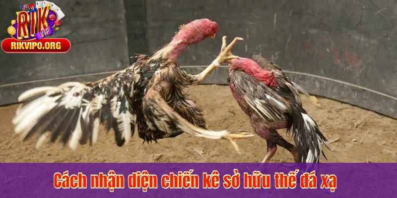Cách nhận diện chiến kê sở hữu thế đá xạ