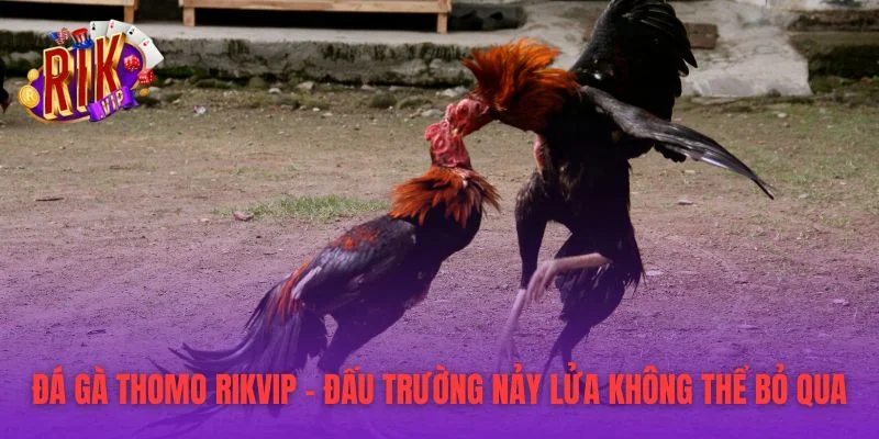 Đá Gà Thomo RIKVIP - Đấu Trường Nảy Lửa Không Thể Bỏ Qua