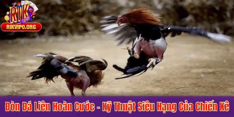 Đòn Đá Liên Hoàn Cước – Kỹ Thuật Siêu Hạng Của Chiến Kê