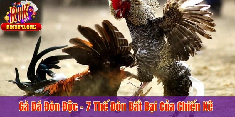 Gà Đá Đòn Độc – 7 Thế Đòn Bất Bại Của Chiến Kê