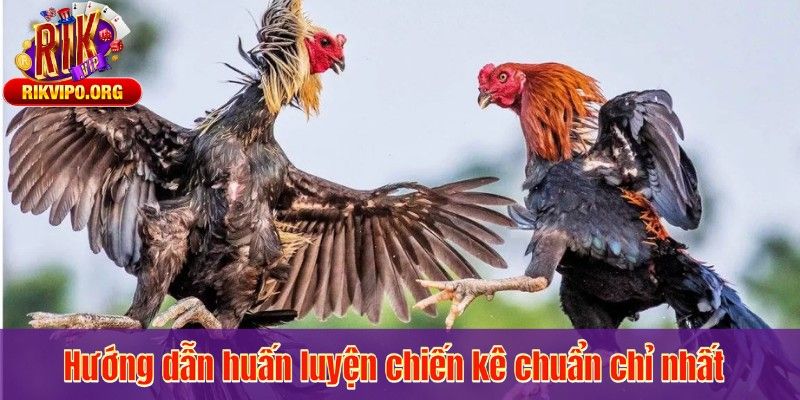 Hướng dẫn huấn luyện chiến kê chuẩn chỉ nhất