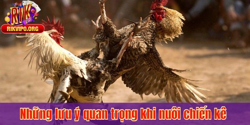 Những lưu ý quan trọng khi nuôi chiến kê