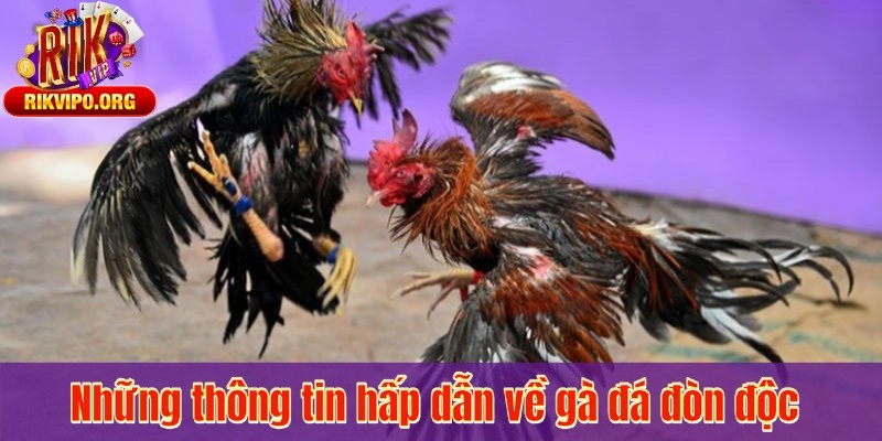 Những thông tin hấp dẫn về gà đá đòn độc