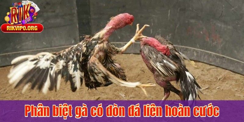 Phân biệt gà có đòn đá liên hoàn cước