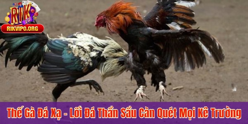 Thế Gà Đá Xạ – Lối Đá Thần Sầu Càn Quét Mọi Kê Trường