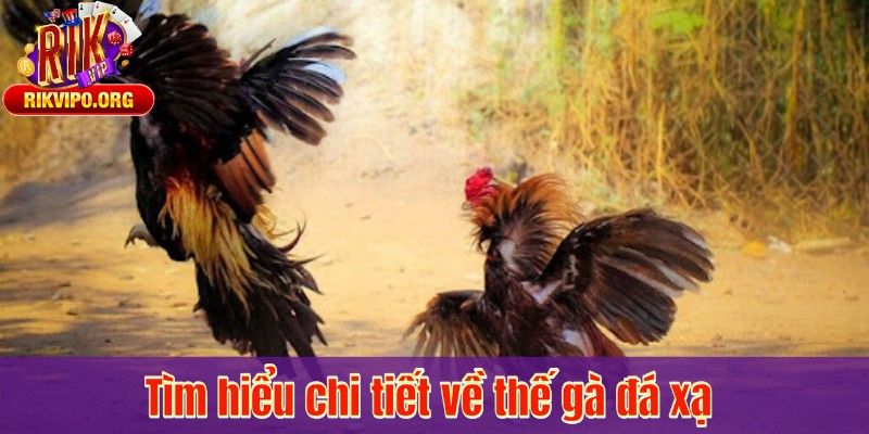 Tìm hiểu chi tiết về thế gà đá xạ