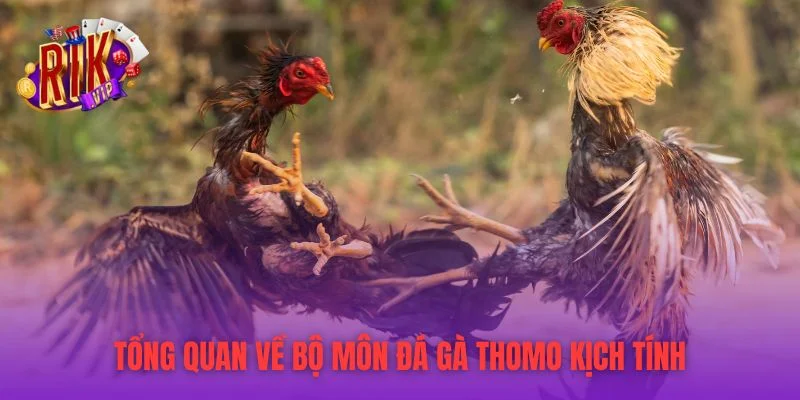 Tổng quan về bộ môn đá gà Thomo kịch tính