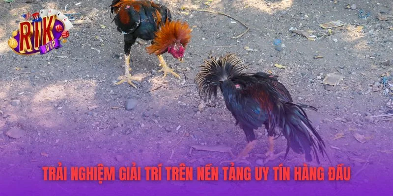 Trải nghiệm giải trí trên nền tảng uy tín hàng đầu